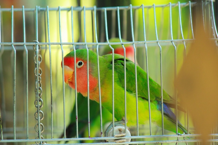 parrots-facts-for-kids-1