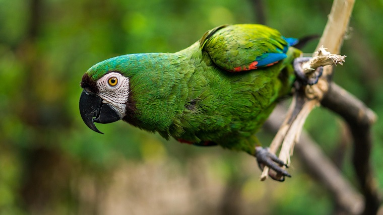 71 Interesting Facts about Parrots as Pets