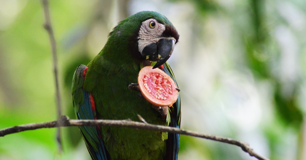 How often parrots eat