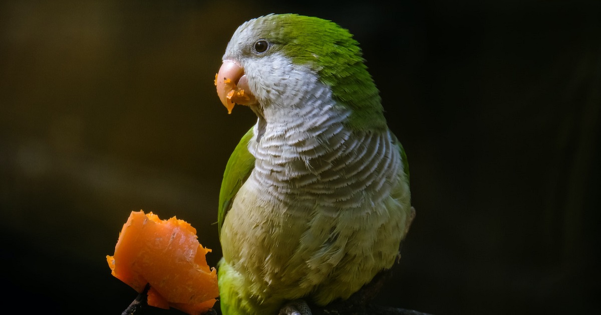 all facts about quaker parrots