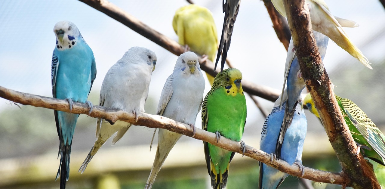 fun facts about parrots as pets