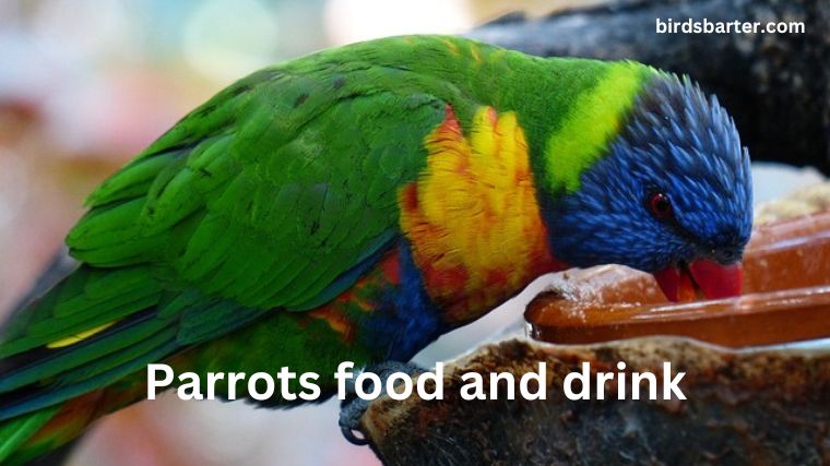 what do parrots eat and drink
