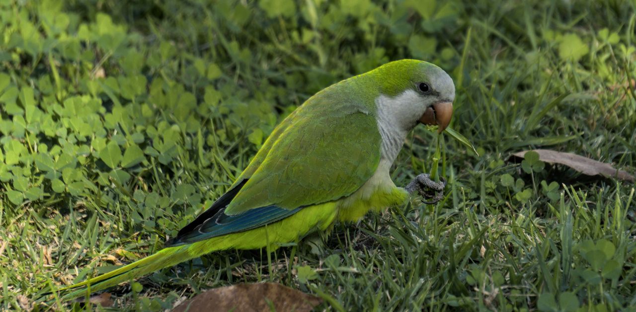 Why Quaker Parrots Pluck their Feathers