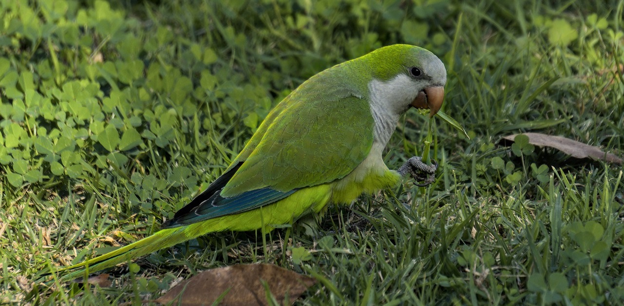 how smart are monk parakeets