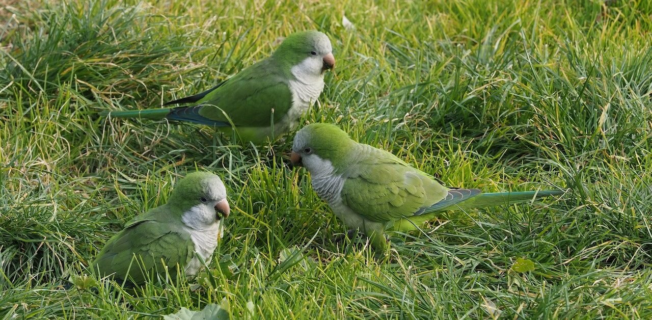 why quaker parrots bob their heads
